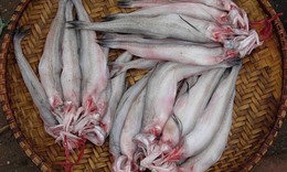 5 nhóm người không nên ăn cá khoai