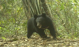 Ở nơi có 112 loài động vật quý hiếm có tên trong Sách Đỏ