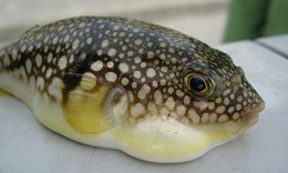 Ăn cá nóc, 3 người ở Cần Thơ nhập viện: Bộ Y tế khuyến cáo khẩn