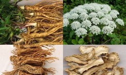 3 bài thuốc sắc trị mụn trứng cá