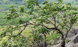 Cơn sốt cây Muội Hồng: Từ loài cây trên vách đá đến thú chơi ở bàn trà