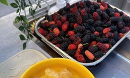 Cách ngâm dâu tằm tại nhà: Nhanh gọn, thơm ngon và không bị nổi váng