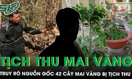 Chủ nhân 42 cây mai vàng quyết khiếu nại đến cùng, Côn Đảo yêu cầu truy rõ nguồn gốc