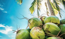 Uống nước dừa mỗi ngày có tốt không?