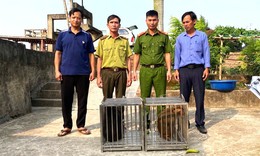 Bắt được hai cá thể khỉ quý hiếm đi lạc, người đàn ông vội giao nộp cho công an