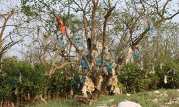 Rừng bần nguyên sinh ven sông Lam 'nghẹt thở' trong rác thải