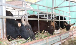 Cuốn hút với đàn động vật lai quý hiếm ở Việt Nam