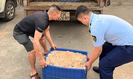 Phát hiện hơn nửa tấn lòng lợn bốc mùi hôi thối đang trên đường tiêu thụ