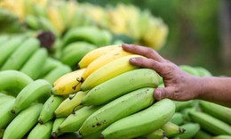 Chuối chín hay chuối xanh tốt hơn cho giảm mỡ?