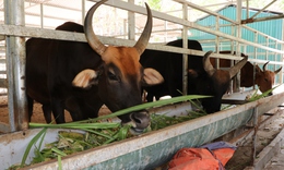 Đàn động vật quý hiếm lai ở Việt Nam được bồi dưỡng như thế nào để vượt qua nắng nóng?