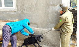 Hà Tĩnh tăng cường phòng chống bệnh dại, cảnh báo từ sự chủ quan