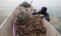 Nghề 'săn' đặc sản dưới đáy sông Nhật Lệ