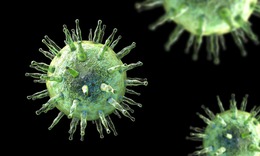 Các nhà khoa học vừa tìm ra cách ngăn chặn loại virus lây nhiễm tới 95% dân số thế giới