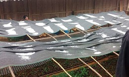 Mưa đá trắng xóa, dày đặc ở Sơn La làm hỏng hoa màu của người dân 