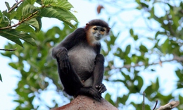 Ngắm các loài động, thực vật quý hiếm tại 2 Vườn Quốc gia ở Khánh Hoà