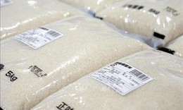 Chuyên gia dự báo giá gạo toàn cầu có thể tăng mạnh