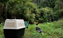 Nhiều động vật quý hiếm từ Hà Nội được thả ở rừng Phong Nha