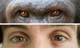 Tại sao con người có màu mắt khác các loài linh trưởng còn lại?