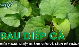 Rau diếp cá giúp thanh nhiệt kháng viêm và tăng đề kháng