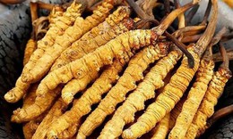 5 sai lầm phổ biến khi sử dụng đông trùng hạ thảo