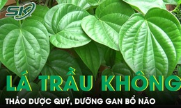 Lá trầu không thảo dược quý, dưỡng gan bổ não 