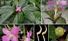 Hai loài thực vật mới phát hiện ở Quảng Trị có đặc điểm gì?