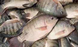 Cá rô phi có nhiều lợi ích sức khỏe nhưng vì sao chuyên gia khuyên nên ăn đúng cách?