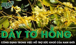 Công dụng bất ngờ của dây tơ hồng vàng hỗ trợ sức khoẻ nam giới 