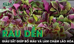 Rau dền bình dân nhưng giàu sắt giúp bổ máu và làm chậm lão hóa 