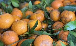 Quýt sim cuối vụ ngọt lịm, vỏ mỏng dính, giá rẻ, tiểu thương nhập hàng liên tục bán không nghỉ tay