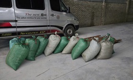 Buôn bán gần 900kg vảy tê tê cực kỳ quý hiếm, lĩnh án 8 năm tù