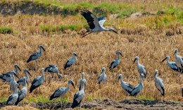 Cò nhạn quý hiếm xuất hiện ở nhiều địa phương, người dân nên làm gì?