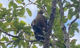 Hình ảnh ấn tượng về động vật quý hiếm khi được thả về rừng