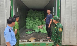 Khám 3 kho hàng vùng biên, phát hiện hơn 25 tấn chân lợn, cánh gà đông lạnh không rõ nguồn gốc