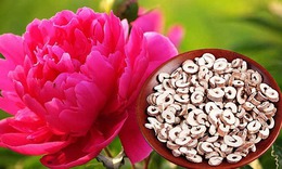 Mẫu đơn bì, vị thuốc điều hòa kinh nguyệt, giảm đau bụng kinh