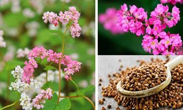 Bí mật sức khỏe trong một tách trà