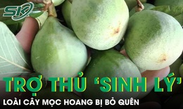 Cây mọc hoang bị bỏ quên hóa ‘trợ thủ’ sinh lý nam giới