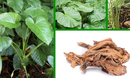 Công dụng quý giá của Thiên niên kiện với sức khỏe xương khớp