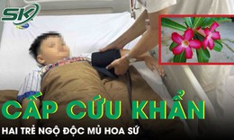 Ngộ độc mủ hoa sứ, 2 trẻ nhập viện cấp cứu