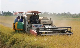 Giá gạo trong nước tăng, thị trường xuất khẩu vẫn chững nhịp