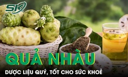 Quả nhàu mọc dại bị chê hôi lại là dược liệu quý, tốt cho sức khoẻ 