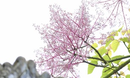 Lạc bước giữa sắc hoa ngô đồng nơi Hoàng cung Huế