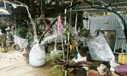 Cây muội hồng sau khi tịch thu có thể trồng lại về tự nhiên không?
