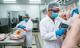 Rủi ro nghề nghiệp và hệ lụy sức khỏe từ hàng trăm tấn thịt lợn bệnh