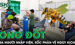 Cấp cứu thành công 3 trường hợp sốc phản vệ nguy kịch do bị ong đốt 