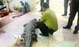 Nam thanh niên bất ngờ phát hiện cá sấu nặng 50kg bị lạc dưới kênh mương nội đồng