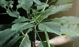 Suýt mất mạng vì ăn nhầm lá rừng: Câu chuyện cảnh báo cho những tín đồ ẩm thực