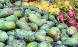 Một loại xoài Việt đang bán đầy chợ giá chỉ hơn chục nghìn đồng/kg, tiểu thương tiêu thụ hàng tạ mỗi ngày ai nhìn cũng muốn mua