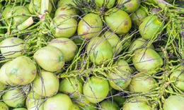 Uống nước dừa mỗi ngày huyết áp thay đổi như thế nào?