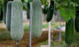 Bí xanh ngon, bổ dưỡng nhưng 4 nhóm người nên tránh